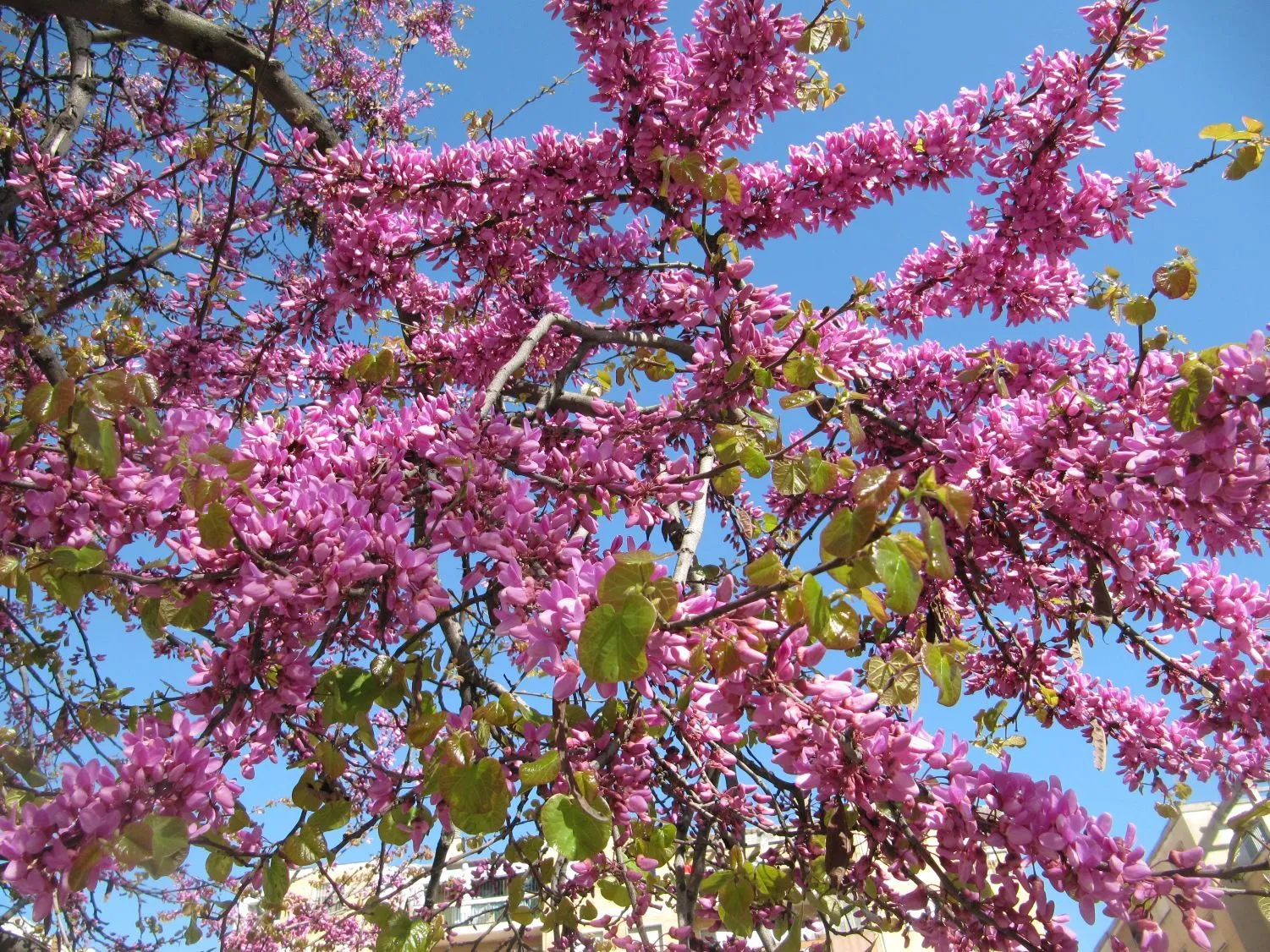 El Blog de MA: Postales florales. Imágenes de MA.