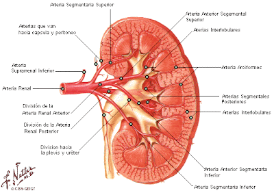 BLOG PARA MAESTROS Y ESTUDIANTES: APARATO EXCRETOR HUMANO: Sistema ...