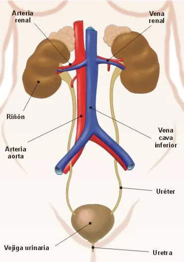 BLOG PARA MAESTROS Y ESTUDIANTES: APARATO EXCRETOR HUMANO: Sistema ...