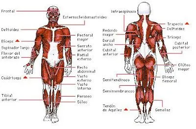 BLOG PARA MAESTROS Y ESTUDIANTES: APARATO LOCOMOTOR: SISTEMA ...