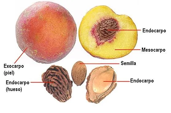 BLOG PARA MAESTROS Y ESTUDIANTES: Partes de la Planta: EL FRUTO