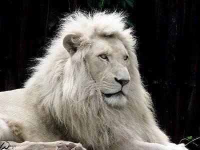 BLOG DE MARLEN 2011: EL LEON BLANCO