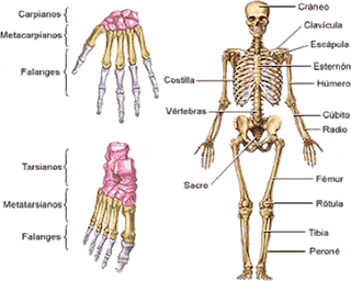 Blog de los niños: El cuerpo humano