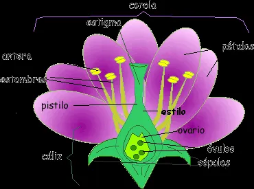 Blog de los niños: PLANTAS