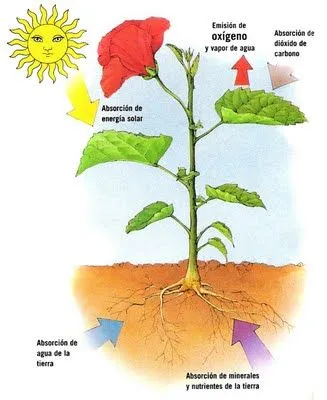 Blog de los niños: PLANTAS