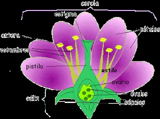 Blog de los niños: PLANTAS