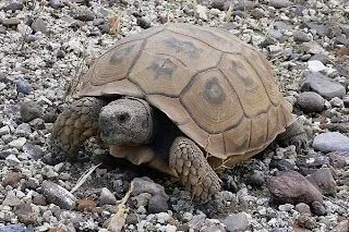 Blog Onirico: ¡Enhorabuena, soñar con tortugas es símbolo de larga ...