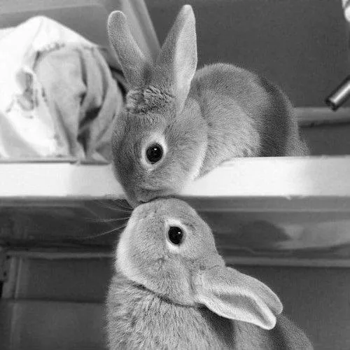 El Blog de Paopayu: Cuidados del conejo doméstico + ¡107 seguidores!