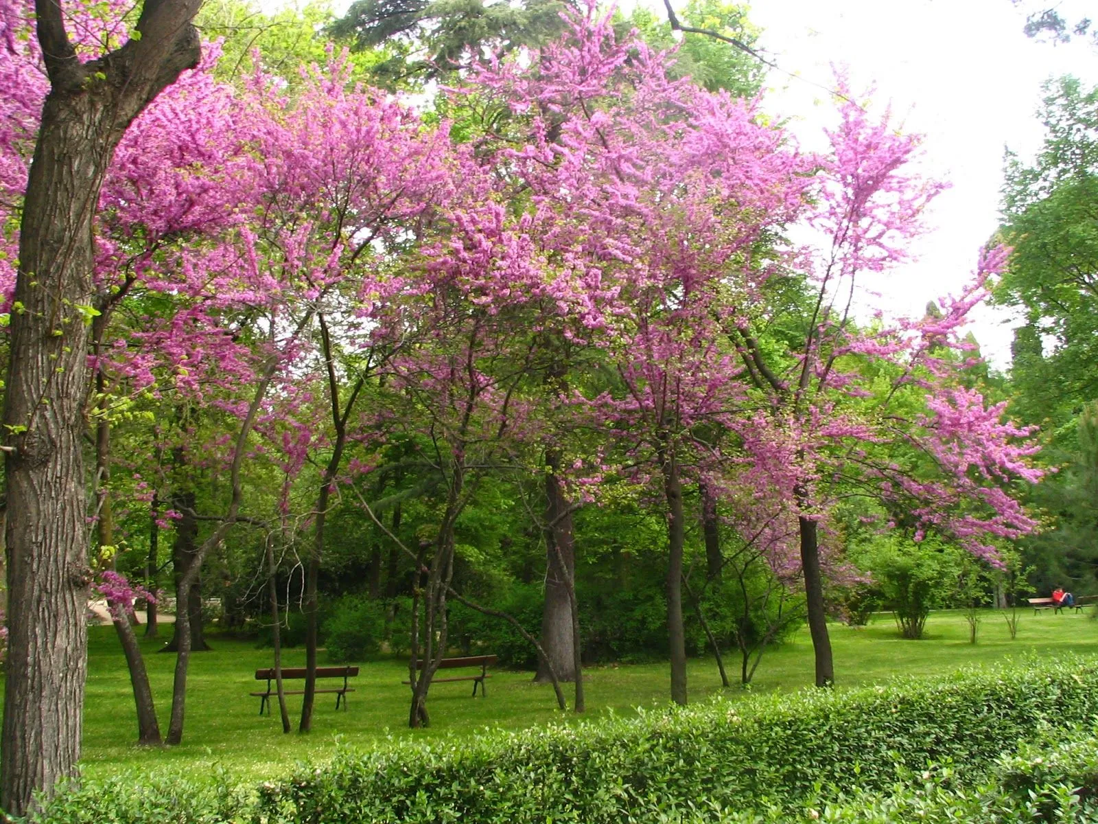 El blog de Los Peñotes: Quien a buen árbol se arrima...