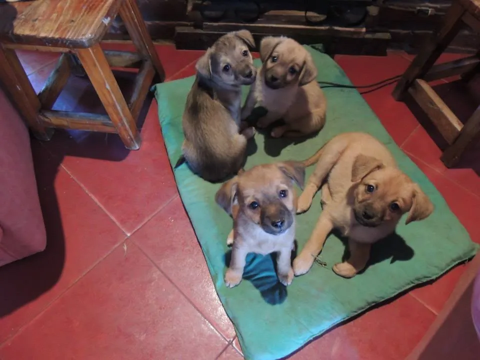 Blog de Perros Miniaturas: Adopción de Cachorritos Bebés Buenos ...