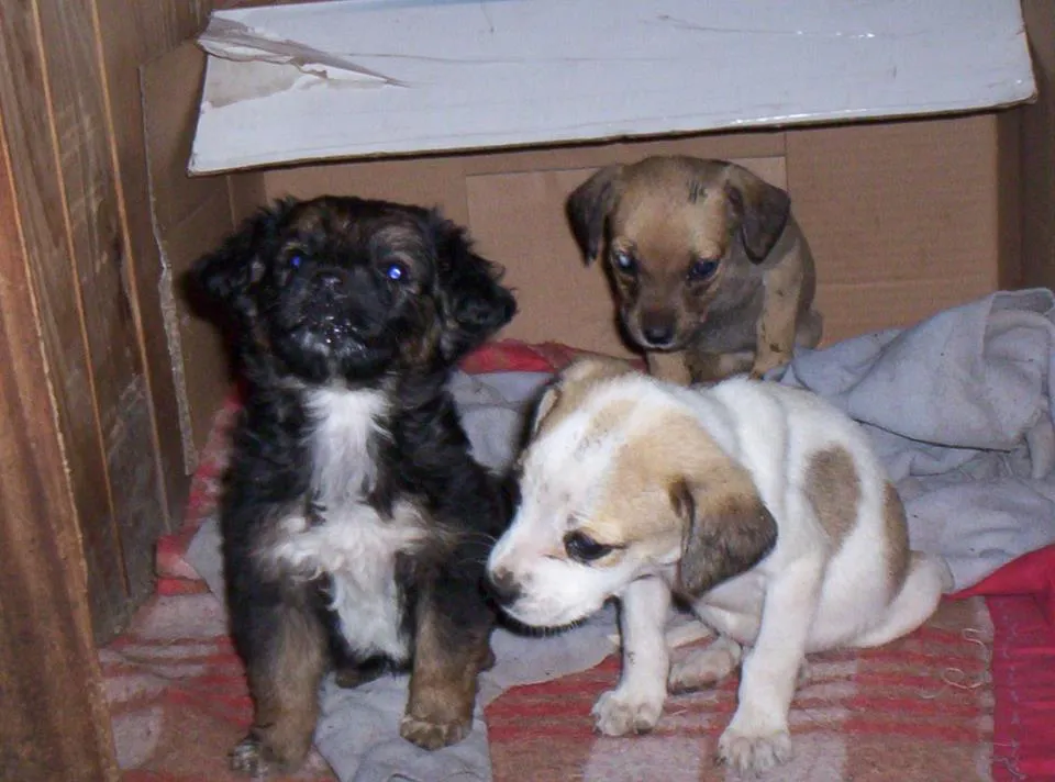 Blog de Perros Miniaturas: Adopción Cachorritos Marzo 2013-Buenos ...