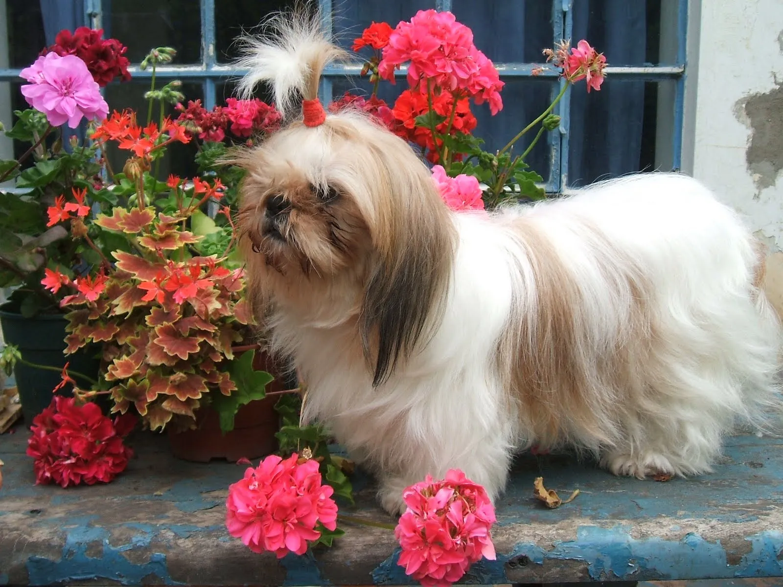 Blog de Perros Miniaturas: Cachorros Shih Tzu