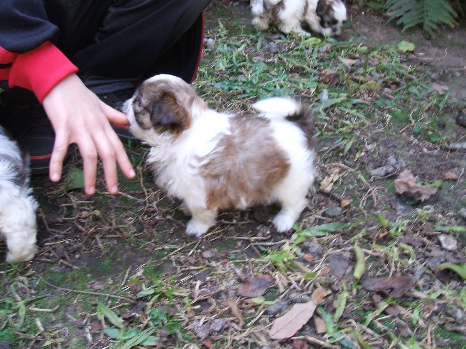 Blog de Perros Miniaturas: Cachorros Shih Tzu