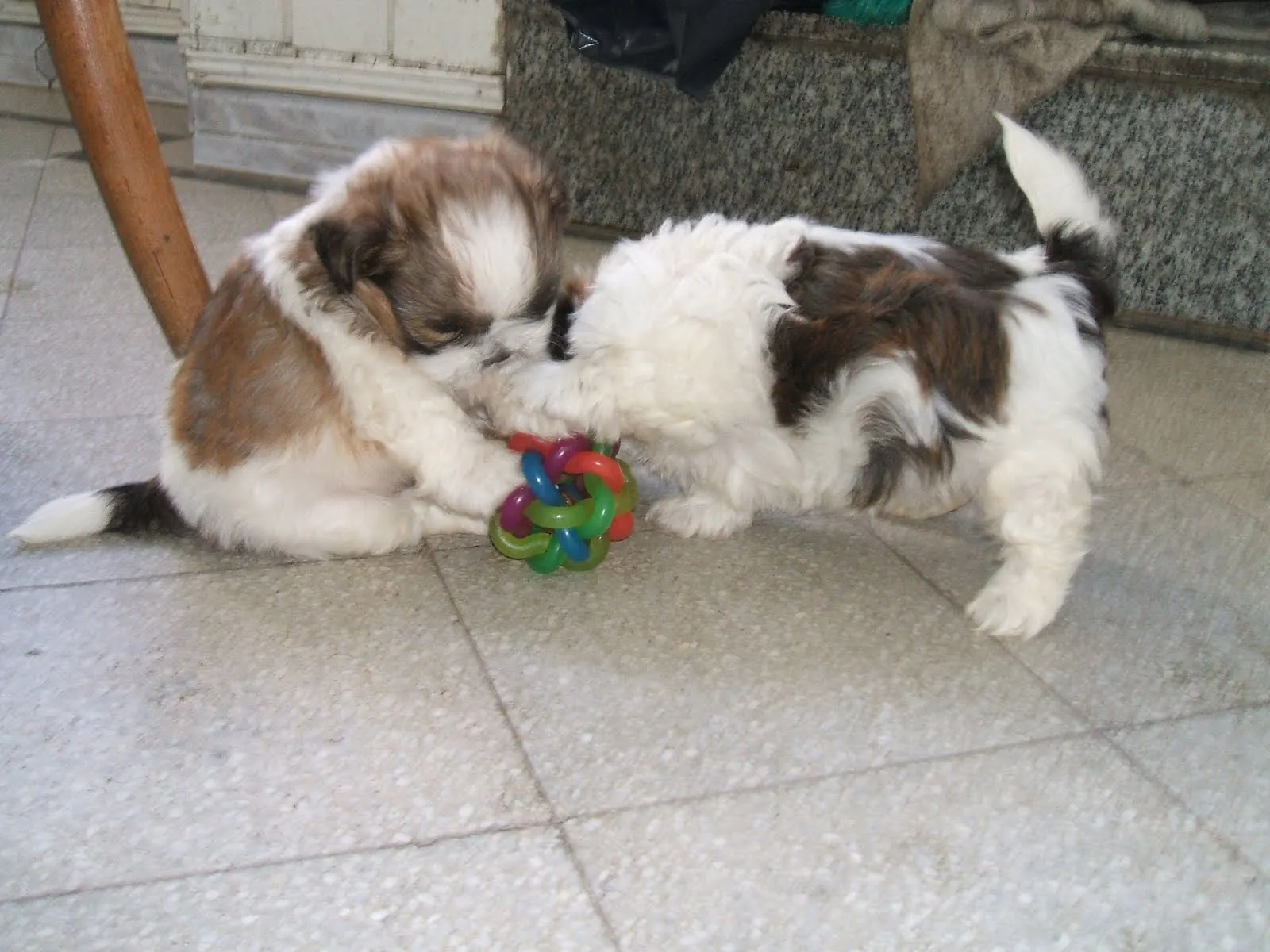 Blog de Perros Miniaturas: Cachorros Shih Tzu