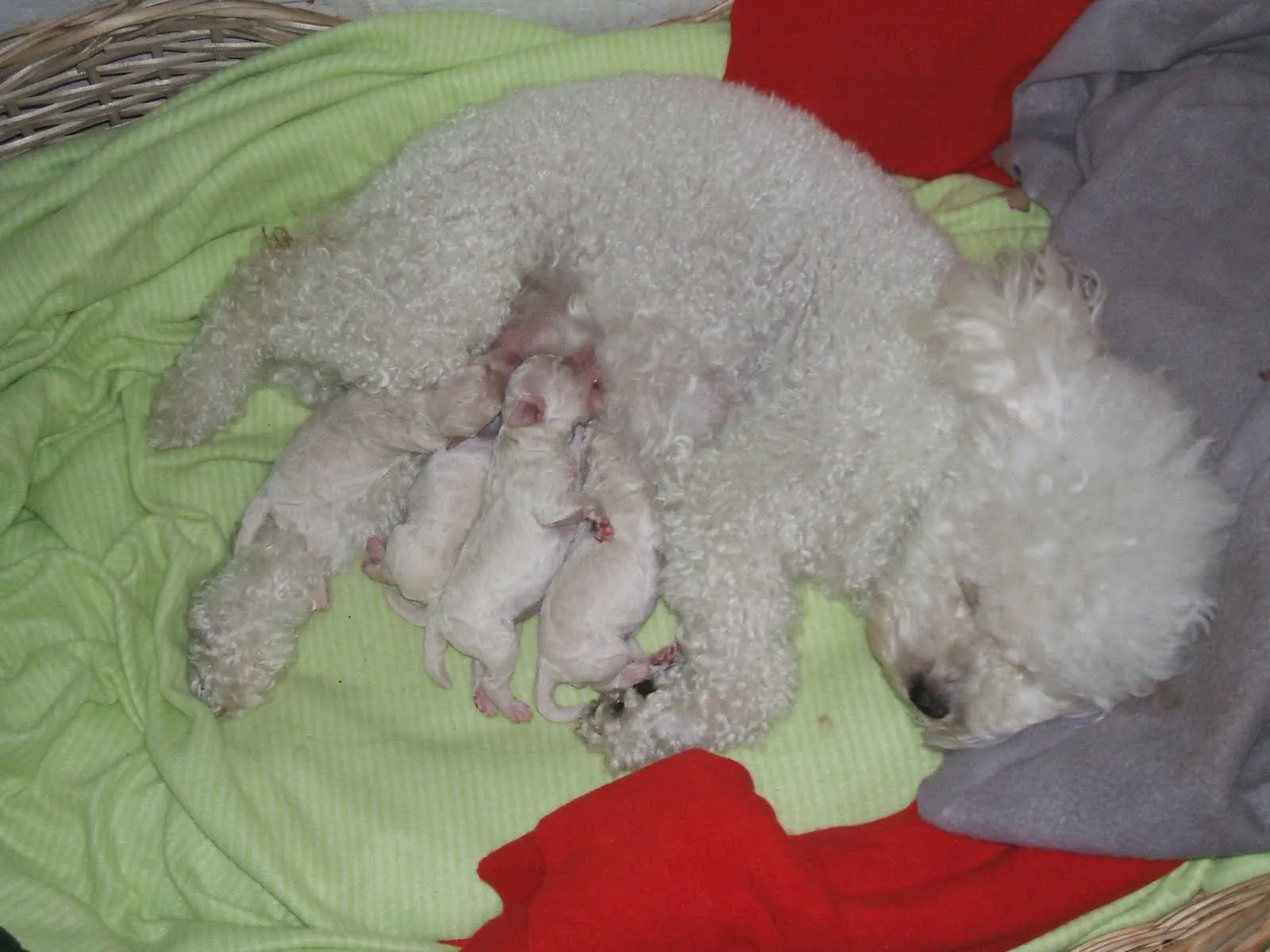 Blog de Perros Miniaturas: Educación Temprana del Cachorro -Test ...