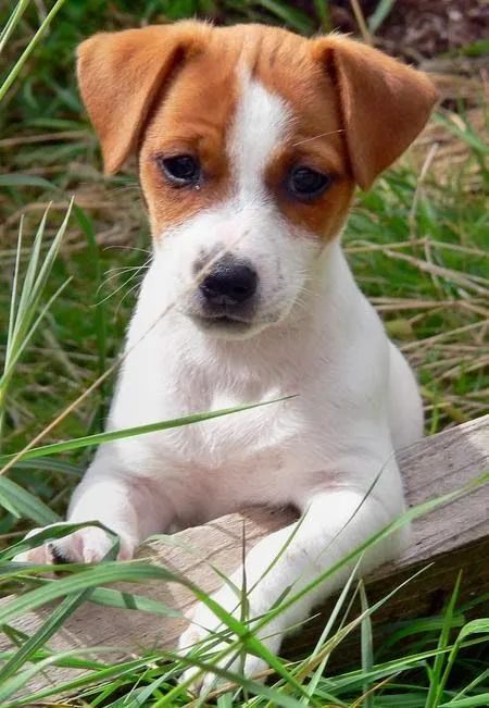 Blog de Perros Miniaturas: Jack Russell Terrier.