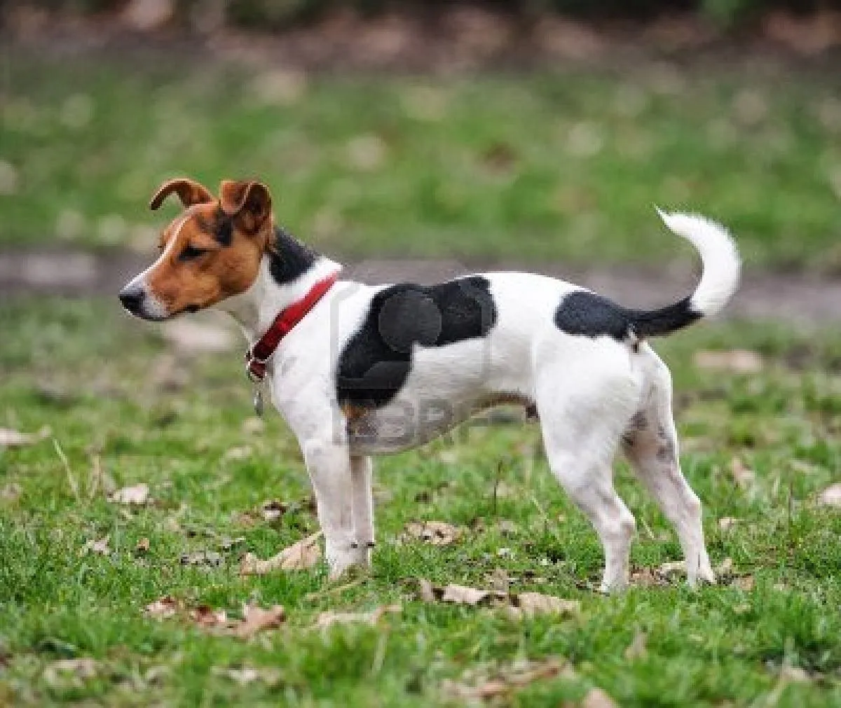 Blog de Perros Miniaturas: Jack Russell Terrier.