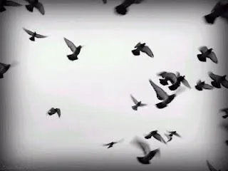 UN BLOG DE POESIAS: A LOS PAJAROS VOLAR