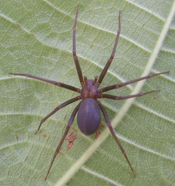 Blog da Professora Camila Curis: Animais vertebrados e invertebrados