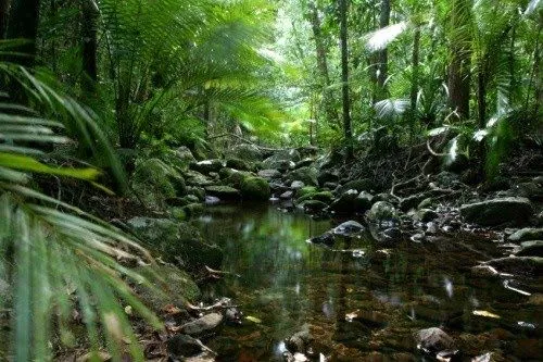 Blog del Proyecto Lemu: Bicentenario y biodiversidad: bosques y ...