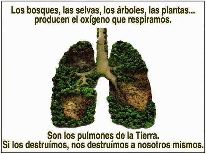 Blog del Proyecto Lemu: Los pulmones de la Tierra tienen 'cáncer ...