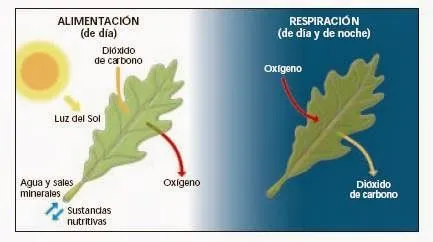 BLOG DE RECURSOS: ALIMENTACIÓN Y RESPIRACIÓN DE LAS PLANTAS