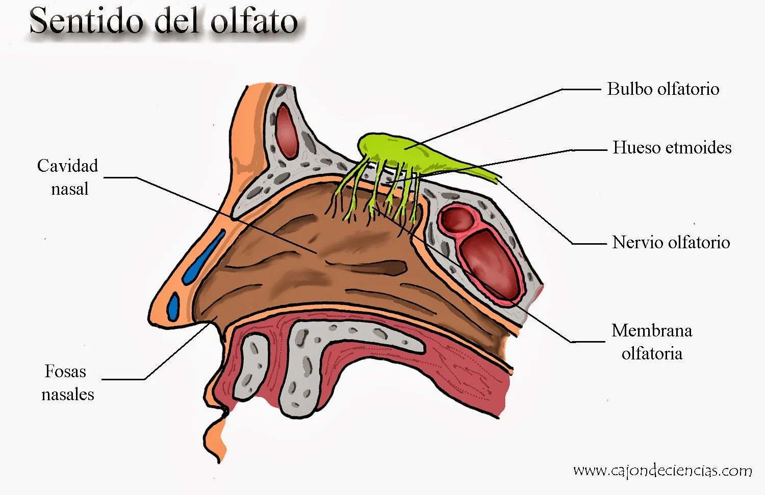 El blog de los sentidos.: 2.3-. El olfato.