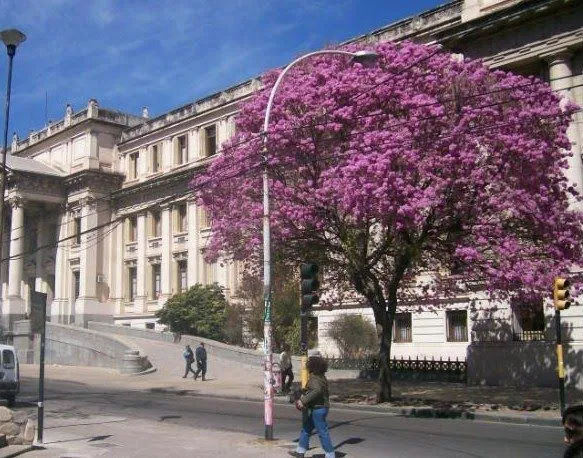 BLOG TEATRO Y CULTURA LA PLATA ARGENTINA: Los árboles rosados ...