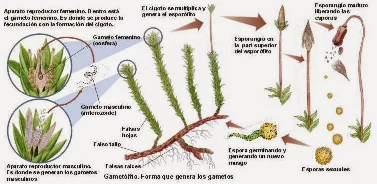 Blog de Tercer Ciclo del CEIP Ciudad de Zaragoza: Musgos y helechos