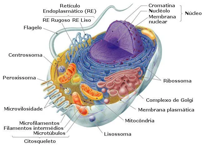 CUERPO HUMANO: DIBUJOS DE LA CELULA ANIMAL Y SUS PARTES