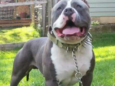 Blue American Pitbull Terrier puppies for sale, Gotti Line ...