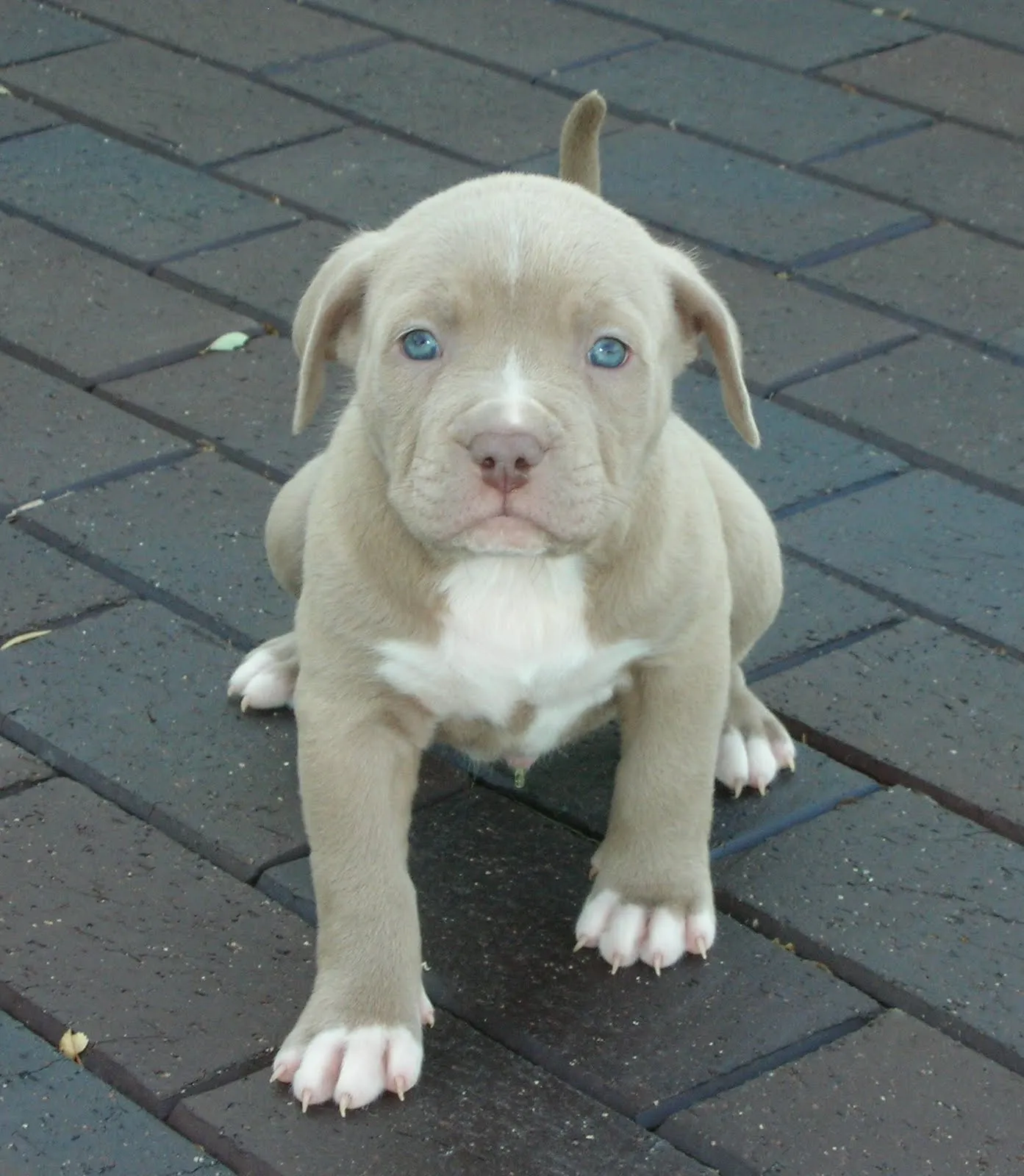 Blue Fawn Kennels | Home of the Weight Pulling Blue Fawn Dogs ...