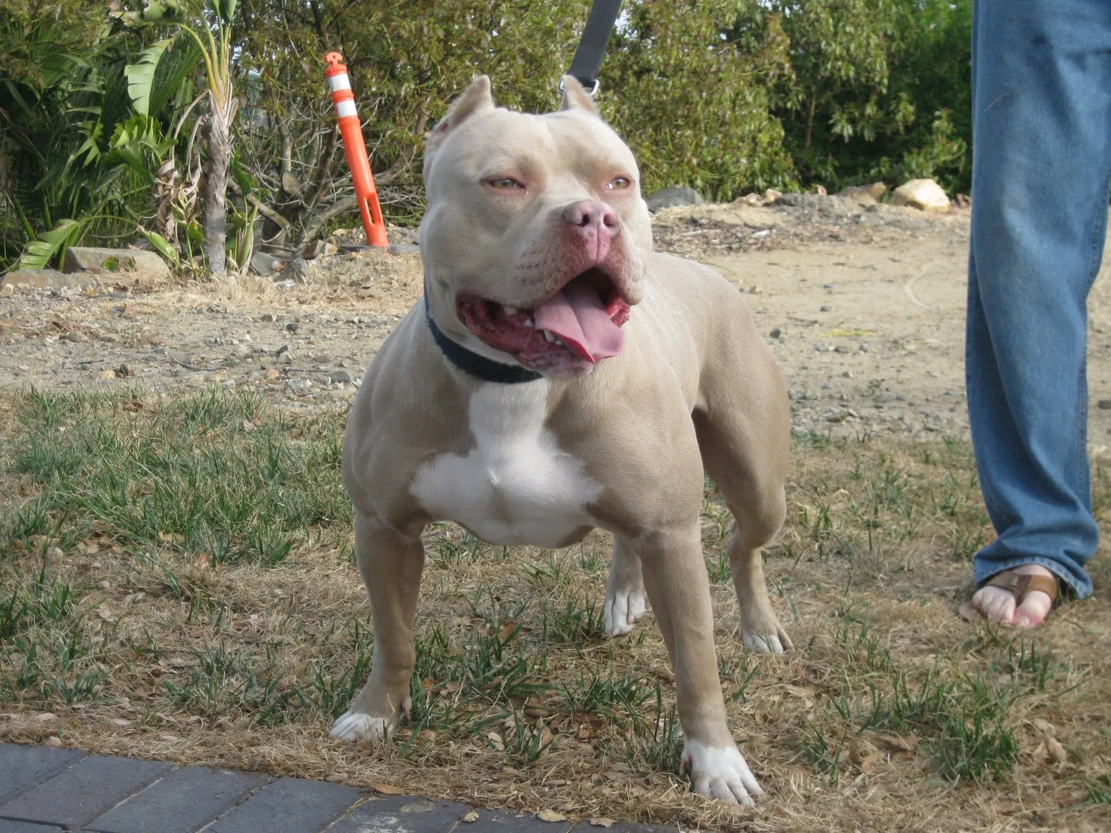 Blue Fawn Kennels | Home of the Weight Pulling Blue Fawn Dogs ...