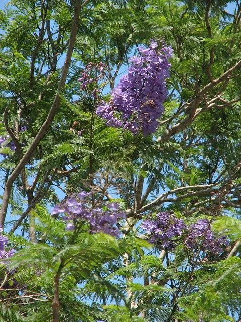 Blue Jacaranda | Flamboyant azul (Jacaranda mimosifolia) | Flickr ...