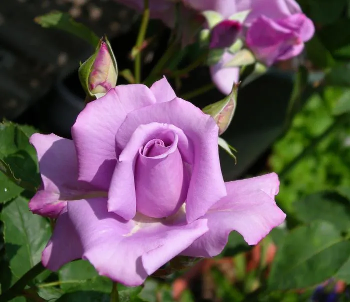 Blue Moon, Rosal Hibrído de Té | Jardín