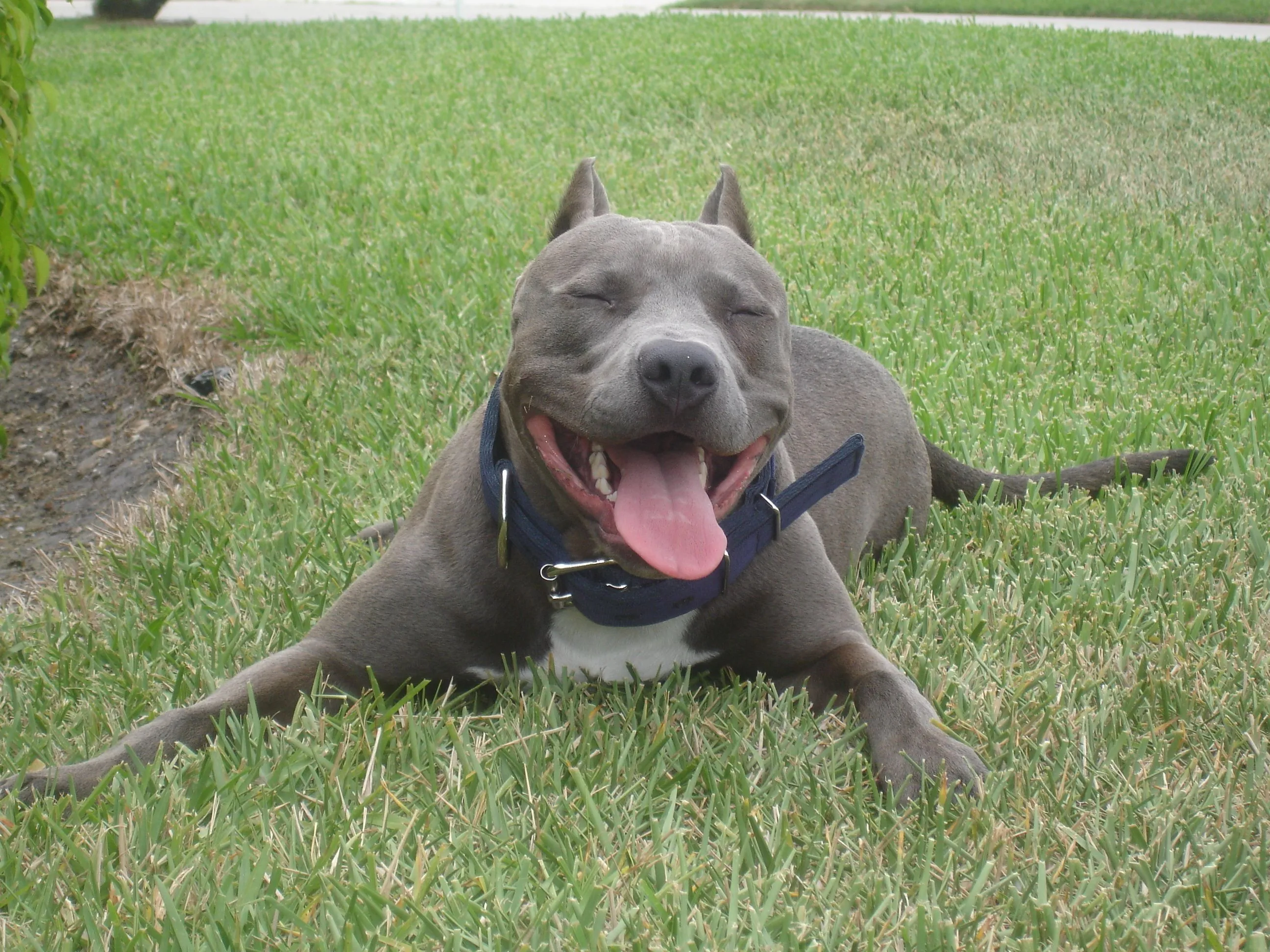  ... - Blue Nose American Pitbull Terrier (Delray Beach, FL) - Meetup