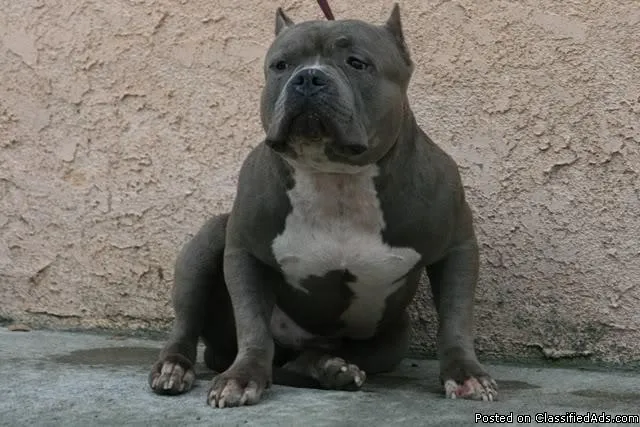 Blue nose American pitbull terrier bully puppy, Kingpinline ...