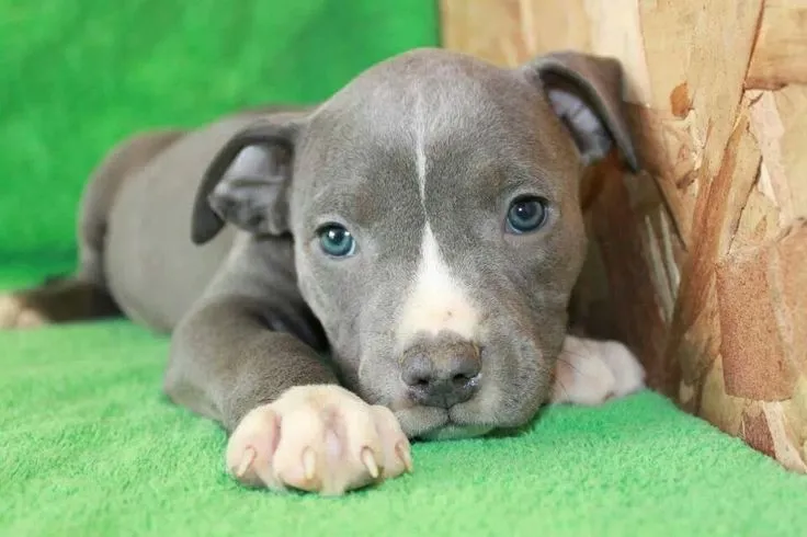 Blue nose pitbull puppy | Dogs | Pinterest