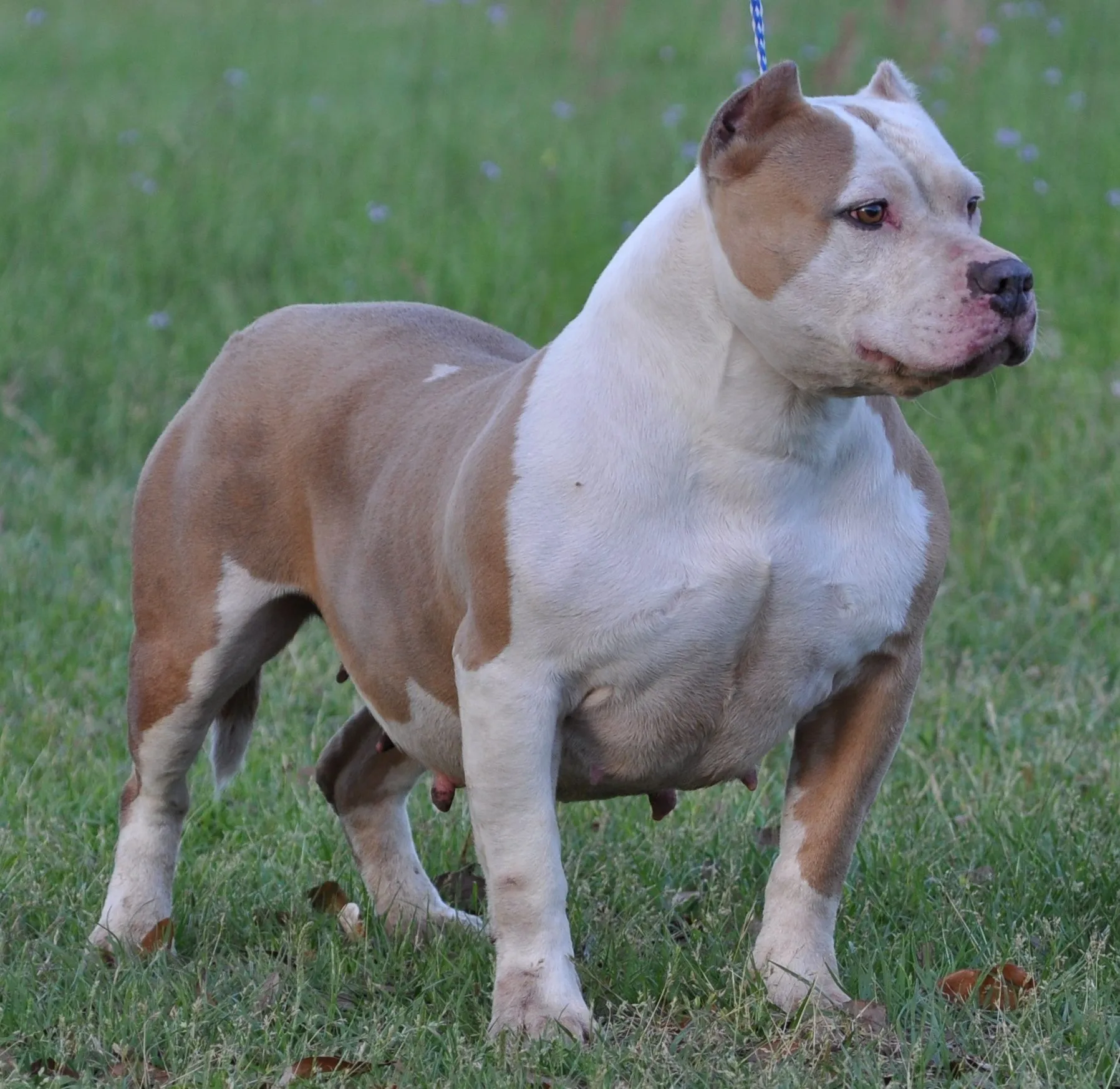 BLUE PITBULLS,SAGE, PITBULL PUPPIES, STEEL JAWS KENNEL