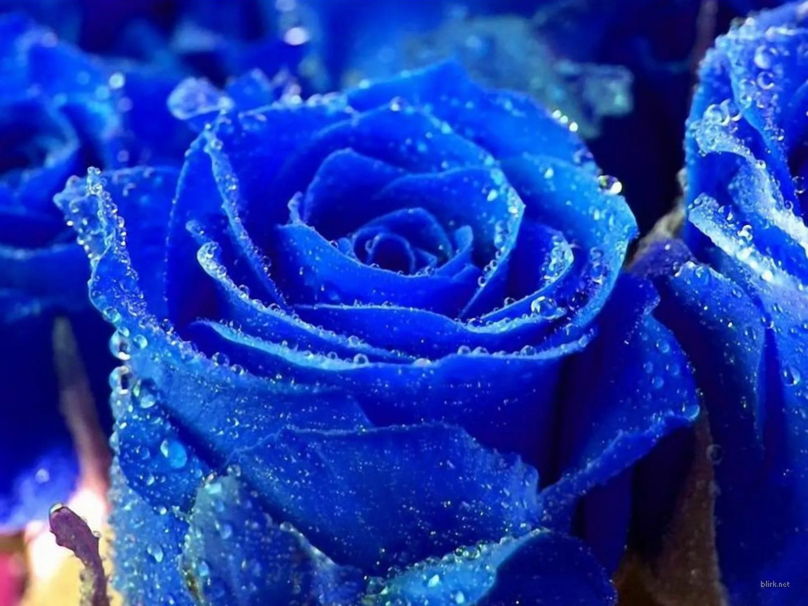 Blue Roses Wallpapers | Free Wallpapers