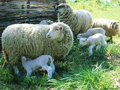 Boas razões para comer Carne de Borrego Nacional | SEL ...