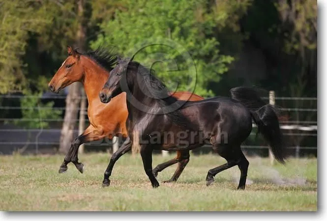 Bob Langrish Equestrian Photographer: Search Results