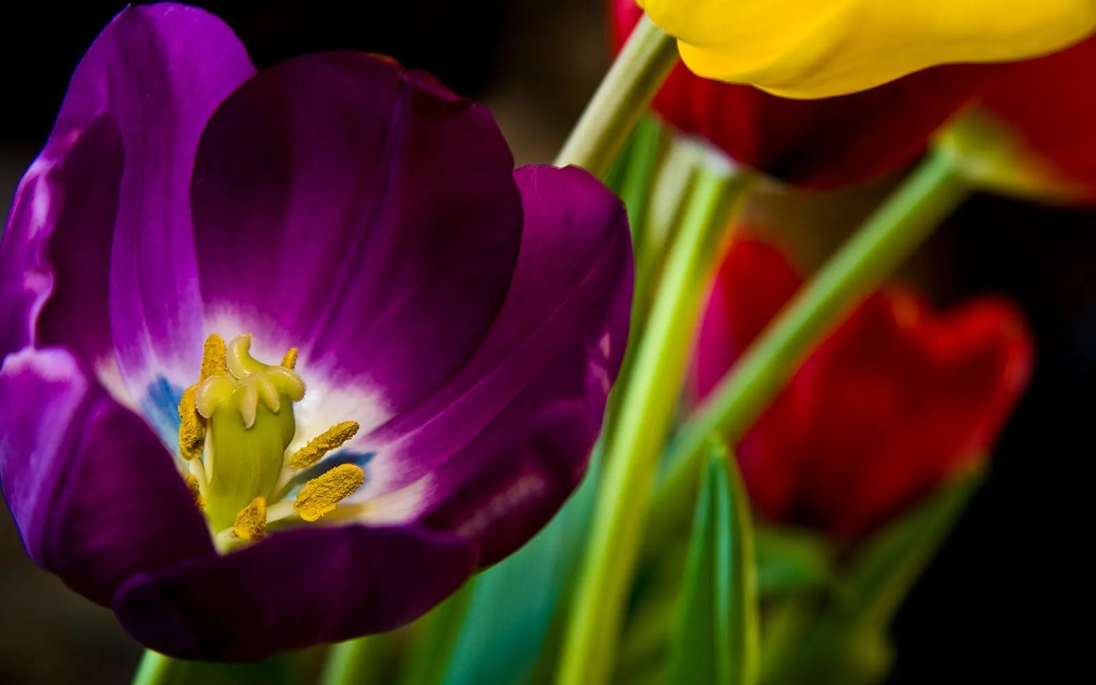 bobeiras em geral: Lindas Flores