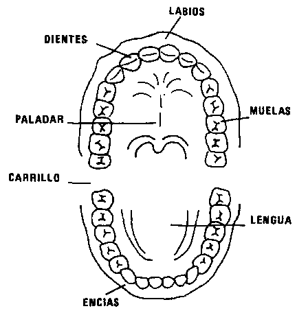 Dibujo para colorear una boca con sus partes - Imagui