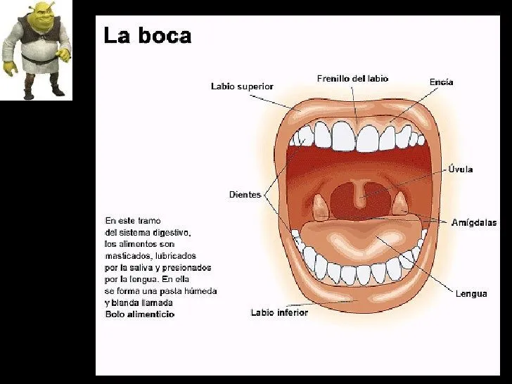 La boca. Primaria. IE La Ribera N°1198 AIP