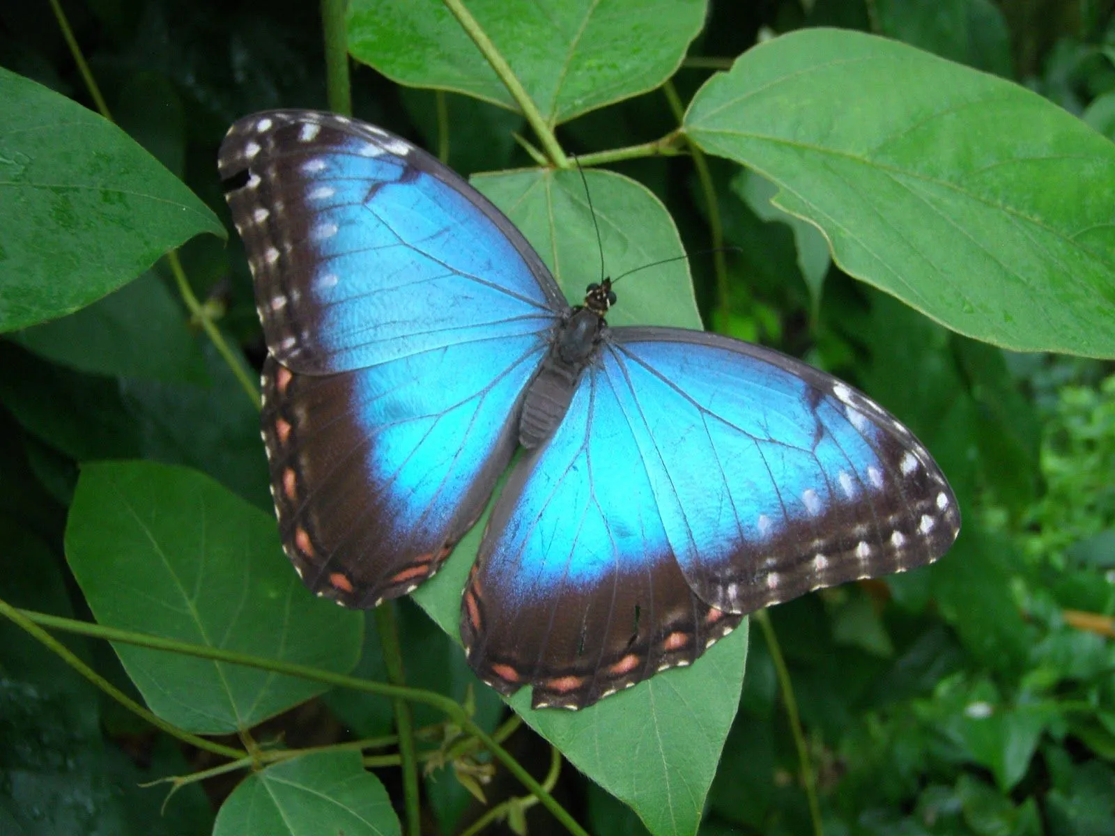 Quién Dijo Boda?: Invitaciones con Mariposas Mágicas