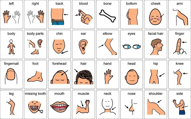 Body Parts | ESL | Pinterest