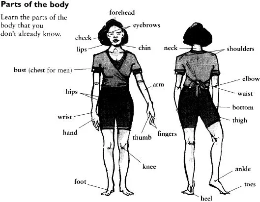 Body parts en inglés y español - Imagui