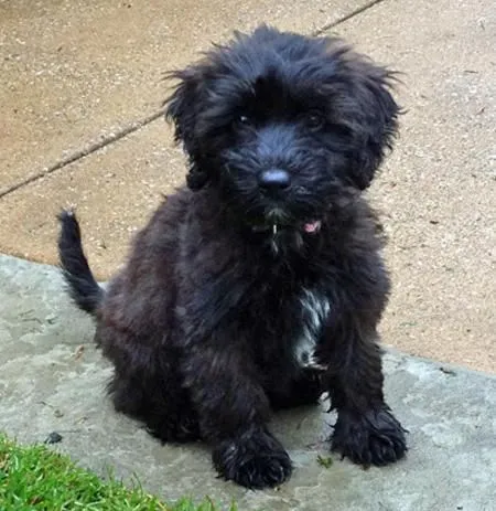 Bogie the Poodle Mix | Puppies | Daily Puppy