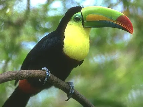 Es bonita tu ave Nacional? Comparala con las demas! - Taringa!